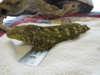 R Leachianus hybrid female pic3