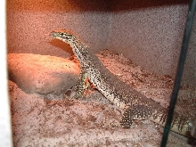 argus monitor