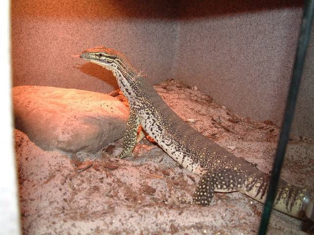 argus monitor