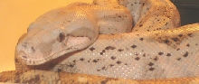 Female Hog Island Boa