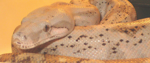 Female Hog Island Boa