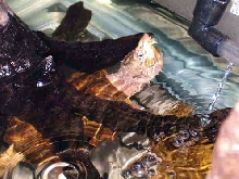 Leucistic Alligator Snapping Turtle