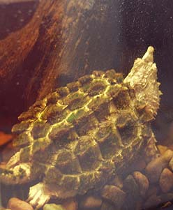 Leucistic Alligator Snapper