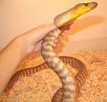 Male Woma Python