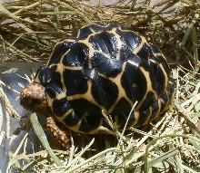 Indian Star Tortoise