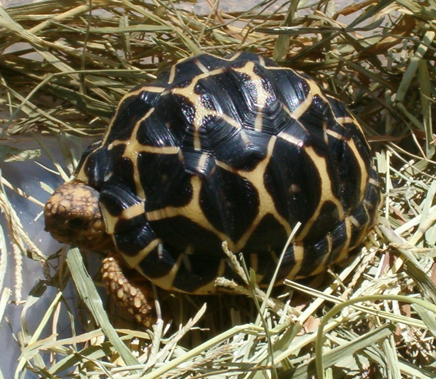 Indian Star Tortoise