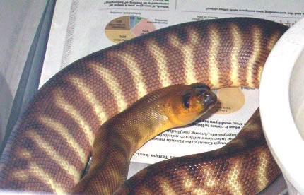 Female Woma