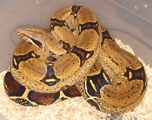 Peruvian