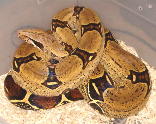 Peruvian