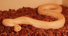 Albino Green Burm