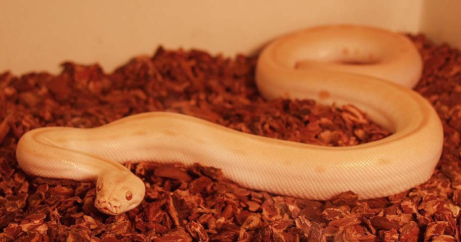 Albino Green Burm