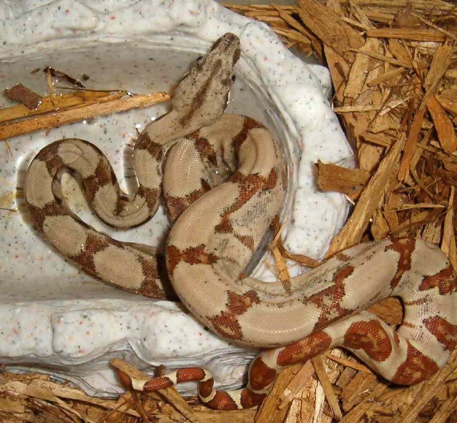06 Male Hypo