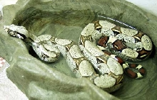Peruvian Red-Tail Boa