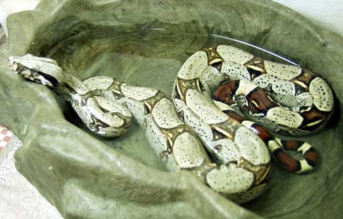 Peruvian Red-Tail Boa