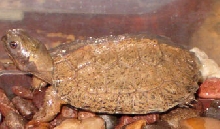 North American Wood Turtle