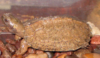 North American Wood Turtle