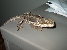 My Baby Beardie