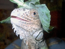 What a Funny Hat, Sal!!