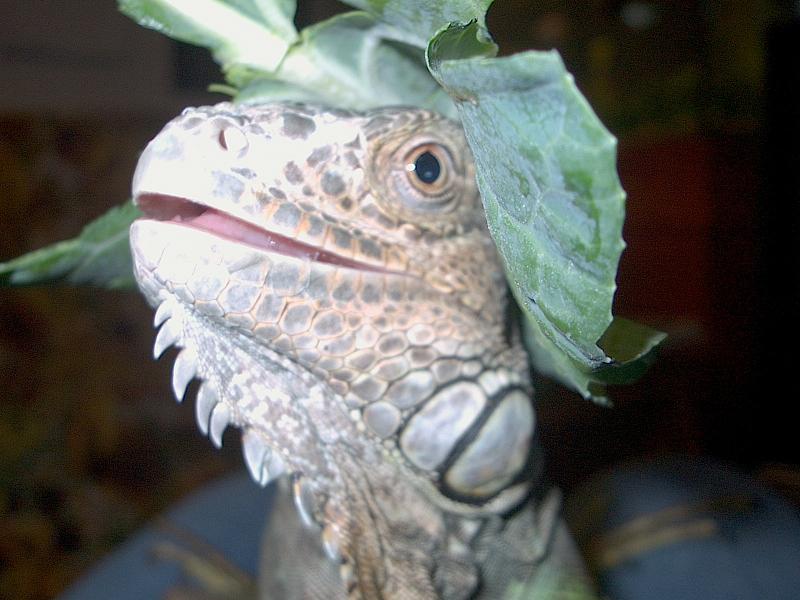 What a Funny Hat, Sal!!