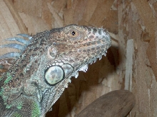 My iguana!