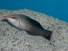 Saltwater - Austin Aquariums