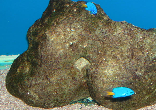 Saltwater Photos