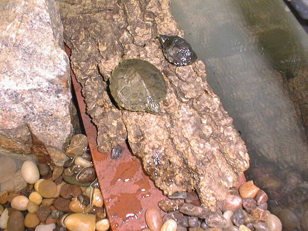 2 turtles drying off
