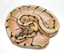 Hp-Spider