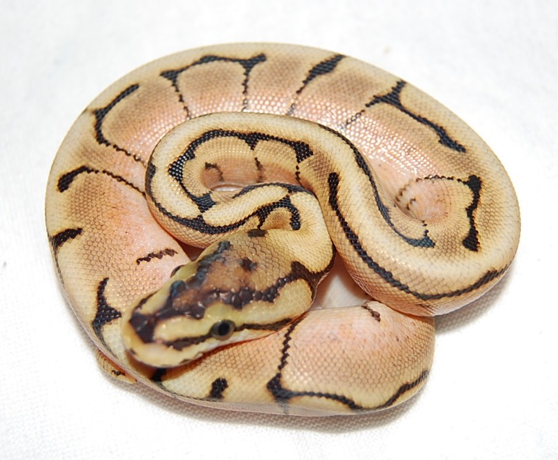 Hp-Spider