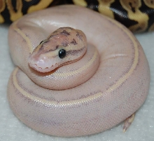 2011 Puma Coiled