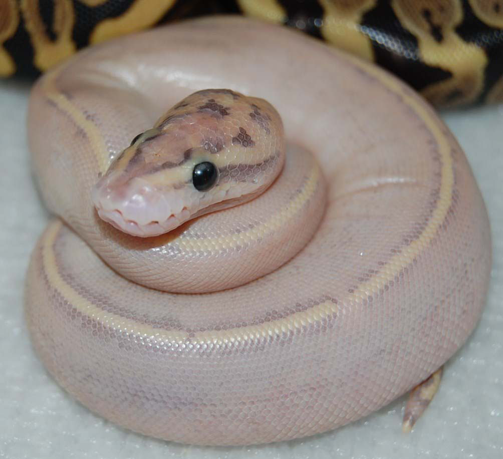 2011 Puma Coiled