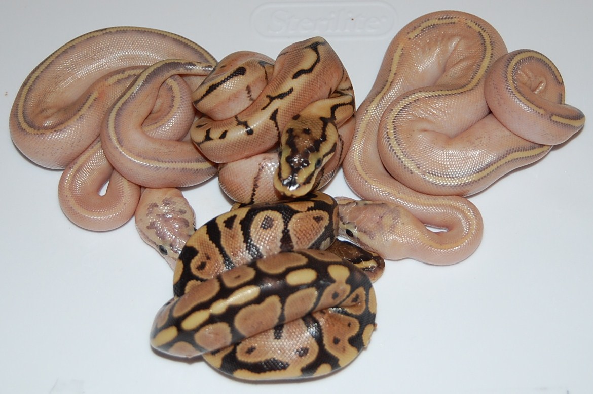 Group Puma photo