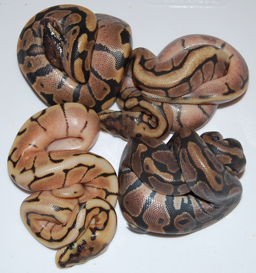 Clutch SHed