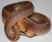 Champagne Calico Yellowbelly Male