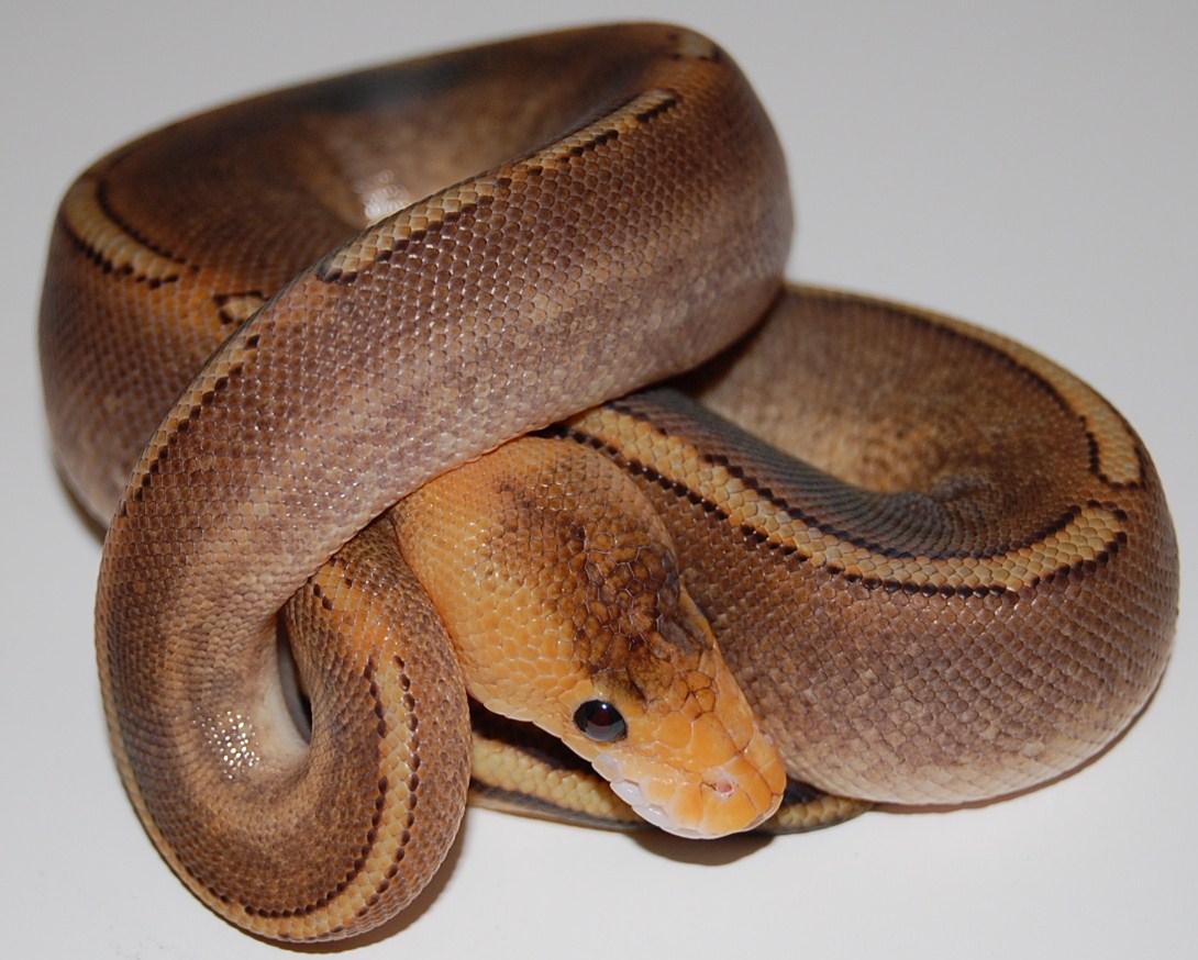 Champagne Calico Yellowbelly Male