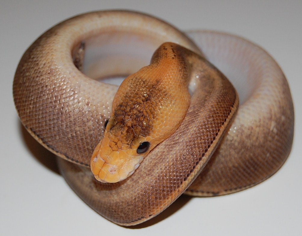 Champagne Calico Yellowbelly Male