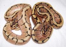 Hp-Spider and Normal Spider