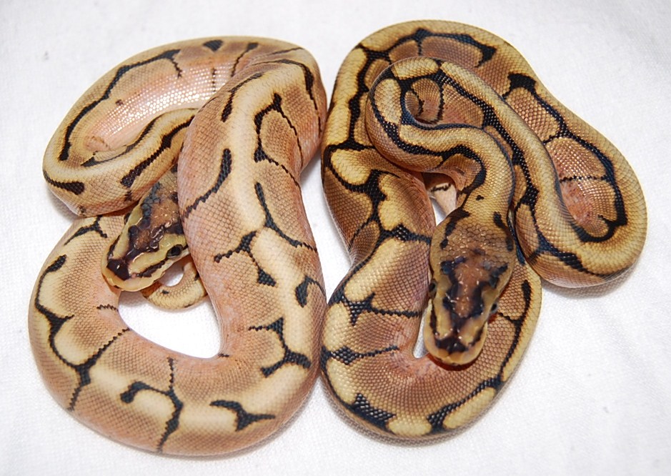 Hp-Spider and Normal Spider