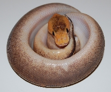 Champagne Calico Yellowbelly Male