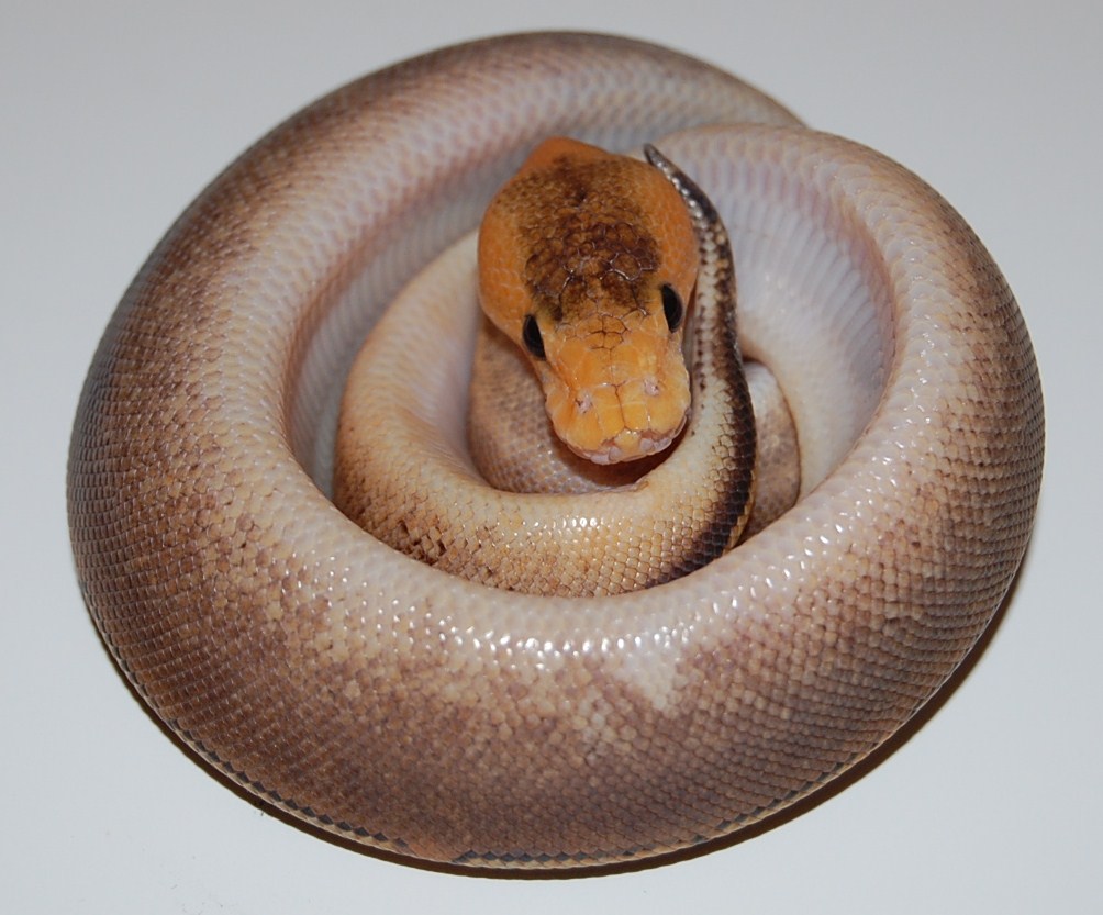 Champagne Calico Yellowbelly Male