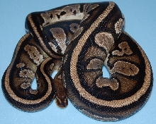 flamey striped dinker