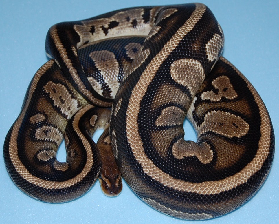 flamey striped dinker