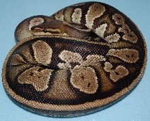 Striped dinker