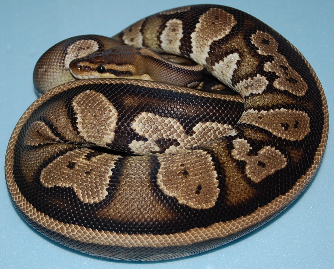Striped dinker