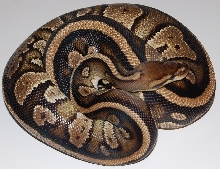 striped flame dinker