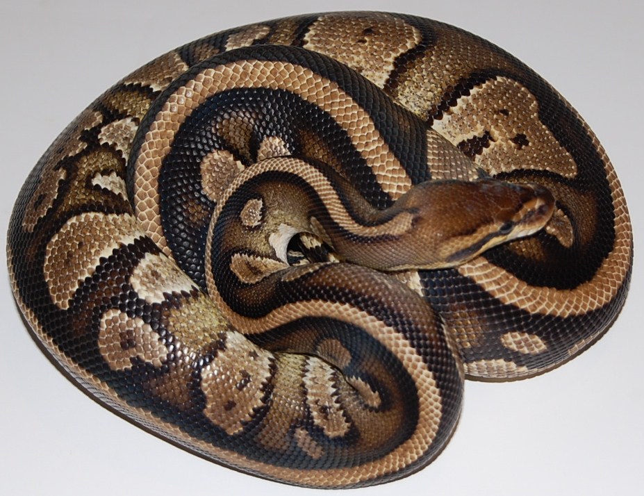 striped flame dinker