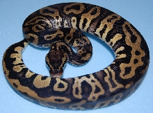 Pastel Leopard