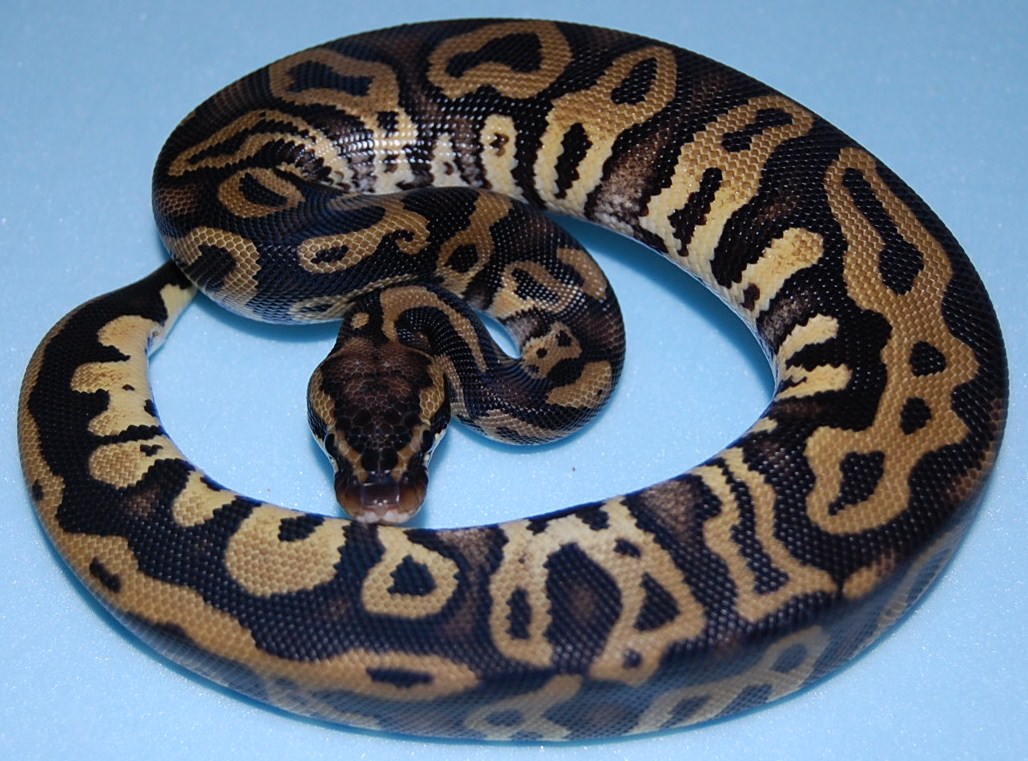Pastel Leopard