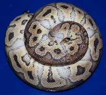Female Clown