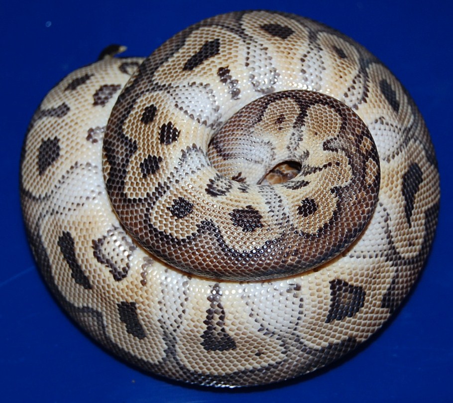 Female Clown